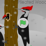 Scratch作品例「Pileated Woodpecker (v3.0)」
