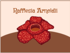 Rafflesia Arnoldii ( educational facts )-color-palette-