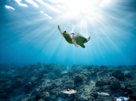 SDGs 14 海の豊かさを守ろう　